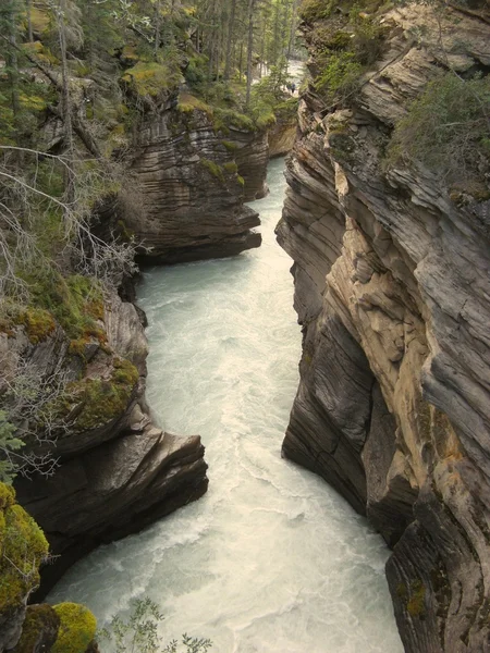 Athabasca Gorge — Stock Fotó