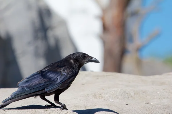 Crow on the Rocks — Fotografie, imagine de stoc