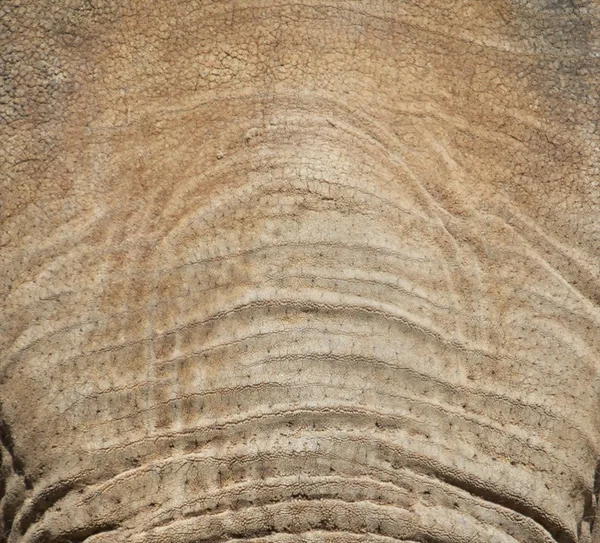 Olifant voorhoofd — Stockfoto