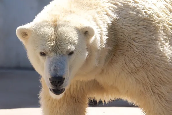 Oso polar en la caminata — Foto de Stock