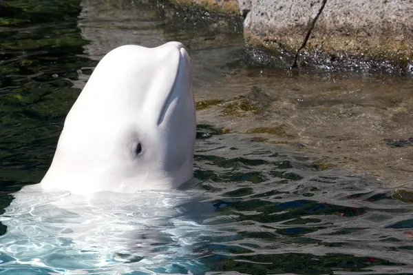 Χαριτωμένο beluga ψάχνει έξω από το νερό Εικόνα Αρχείου