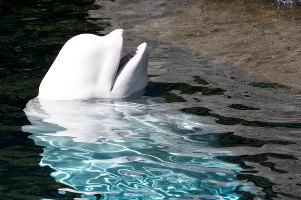 Niedliche Beluga schaut aus dem Wasser — Stockfoto