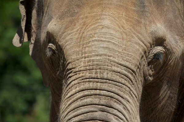 Slon čelo portrét — Stock fotografie