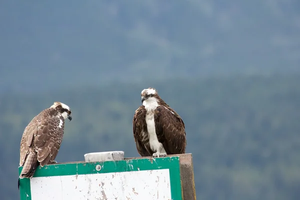 Osprey пара — стокове фото