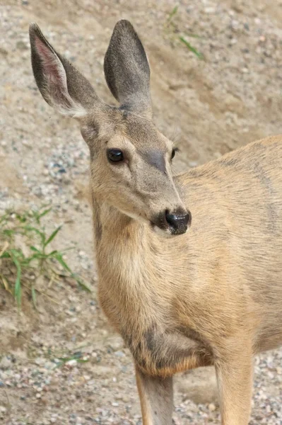 Nahaufnahme von Rehwild — Stockfoto