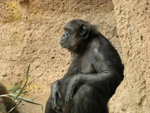 Шимпанзе в Лоро-Парке — стоковое фото
