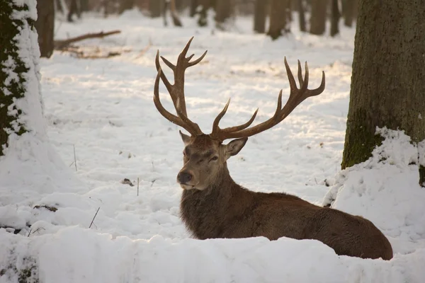 Hirsch im Schnee 1 — Stockfoto