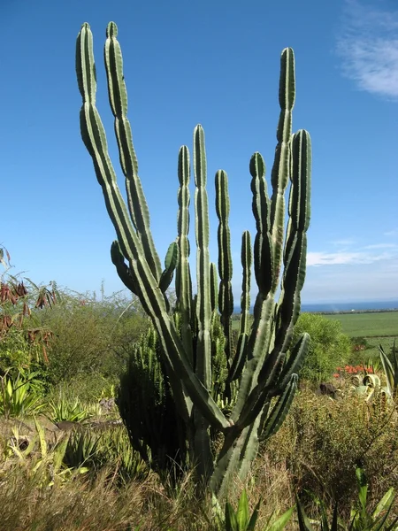 Le Cactus — Fotografia de Stock