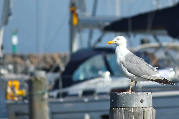 Seagull on a pole — Stock Photo, Image