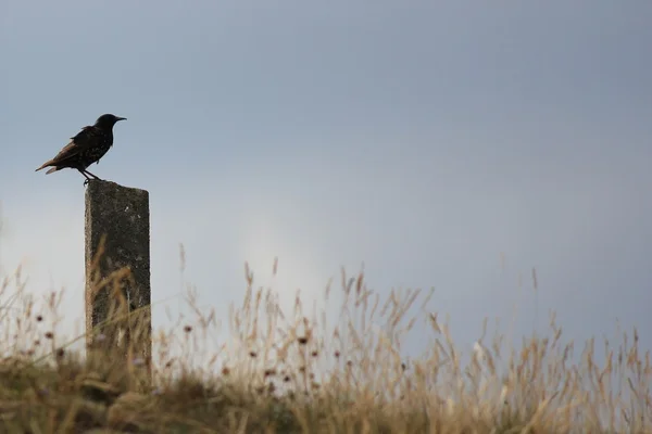 Starling pe un pol — Fotografie, imagine de stoc