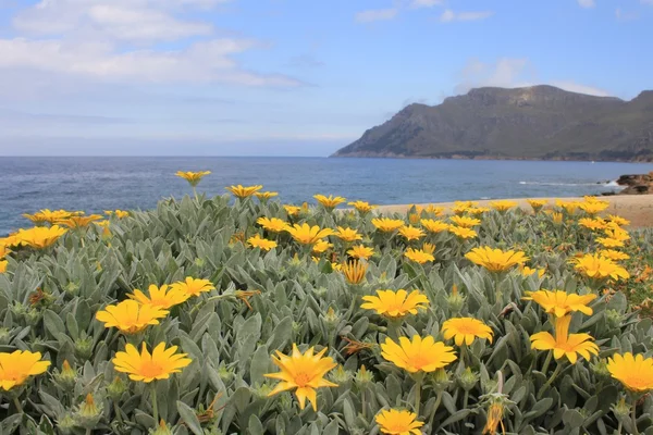 Flowerbed üzerinde göster — Stok fotoğraf