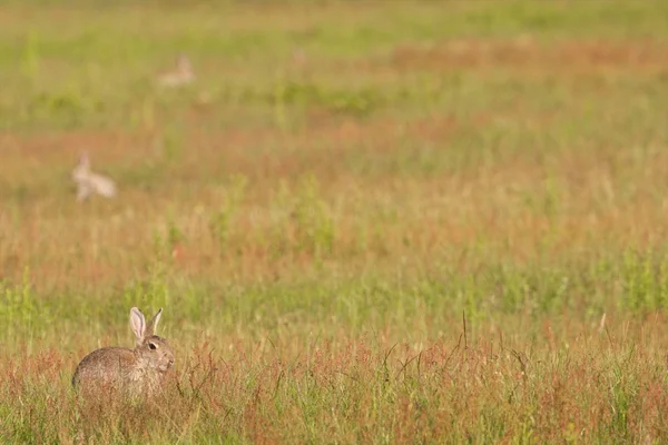 Zajíček v trávě 2 — Stock fotografie