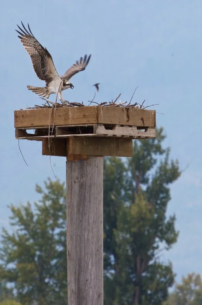 Visarend landing verticaal — Stockfoto