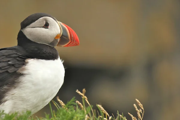 Puffin Atlântico em um prado na Islândia — Fotografia de Stock