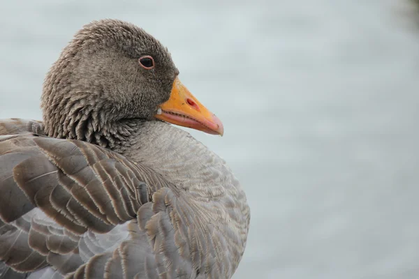 Graugans är se — Stockfoto