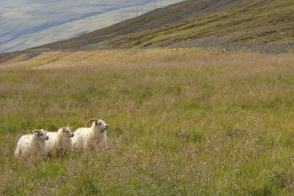 Sheep looking up — Stock Photo, Image