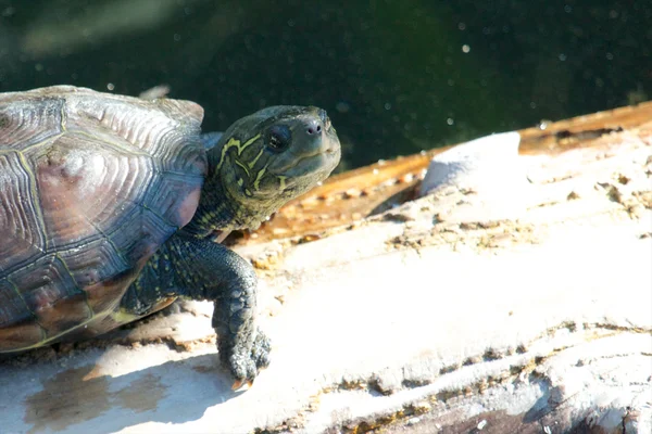 Żółw spacerem zbliżenie — Zdjęcie stockowe