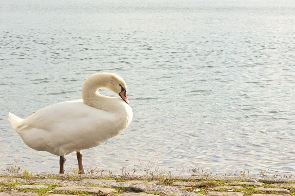 Hermoso cisne joven 1 — Foto de Stock