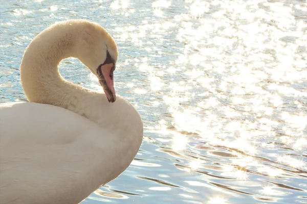 Beautiful young swan 2 — Stock Photo, Image