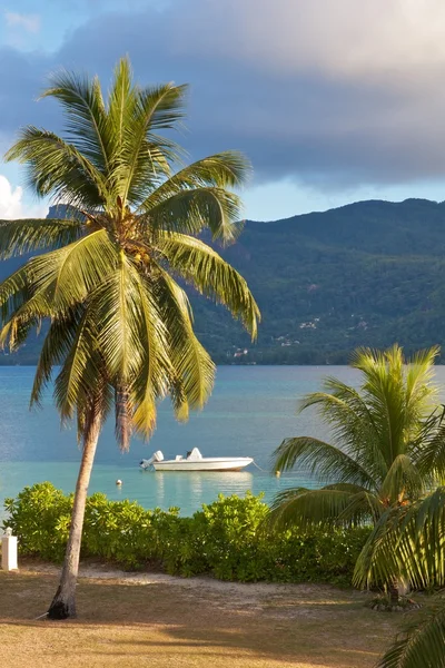 Cerf palmiye ve tekne — Stok fotoğraf