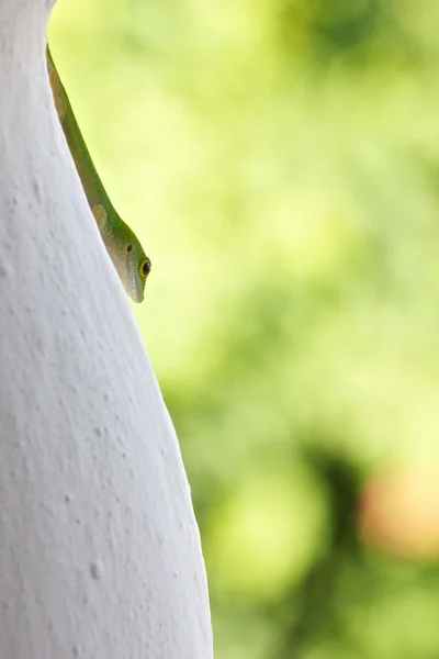 Aranyos Cerf gecko 4 - függőleges — Stock Fotó