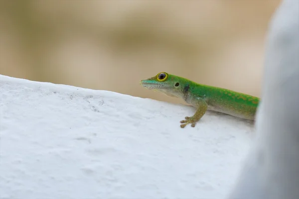 Gecko Nahaufnahme 3 — Stockfoto