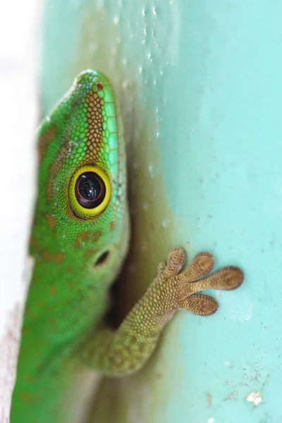 Gecko close-up 5 — Fotografia de Stock