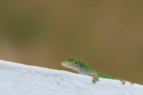 Geco primo piano lateralmente — Foto Stock