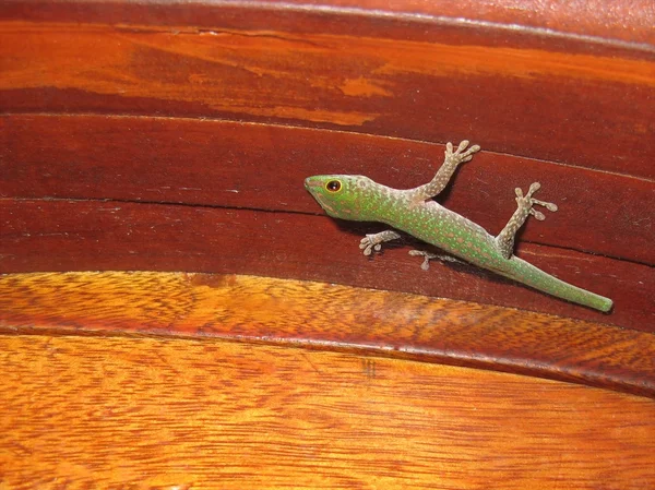 Strona główna gecko — Zdjęcie stockowe