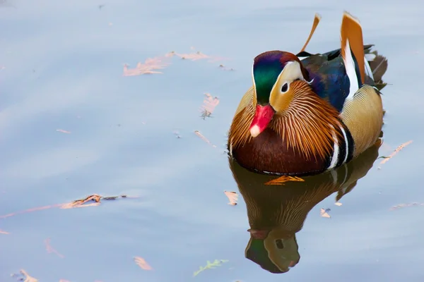 Mandarinanka — Stockfoto