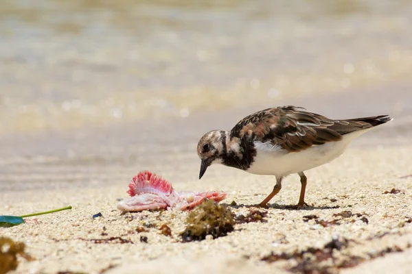 Drieteenstrandloper 4 — Stockfoto