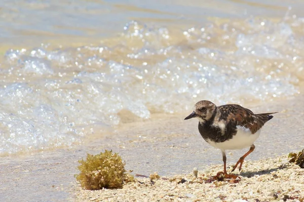 Caminatas Sanderling — Foto de Stock