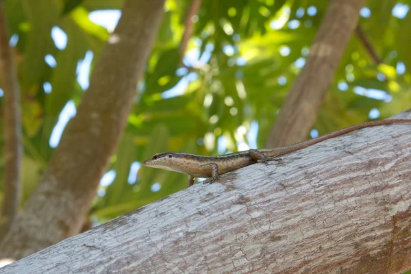 Seychellen skink 1 — Stockfoto