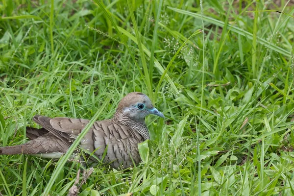 Sperbertaube im Gras 2 — Zdjęcie stockowe