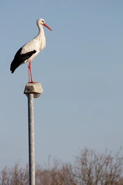 Stork on a streetlamp profile — Stock Photo, Image