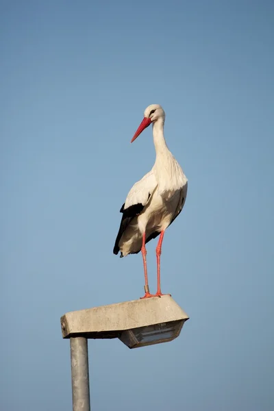 Cicogna su un lampione 4 — Foto Stock