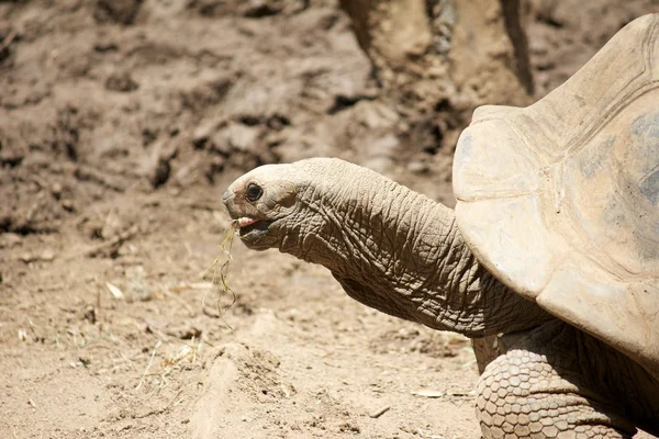 Tortoise 2 — Stock Photo, Image