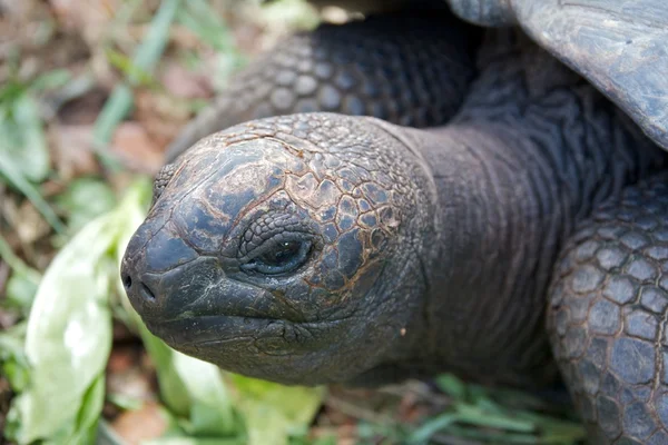 Schildkröte Nahaufnahme 1 — Stockfoto