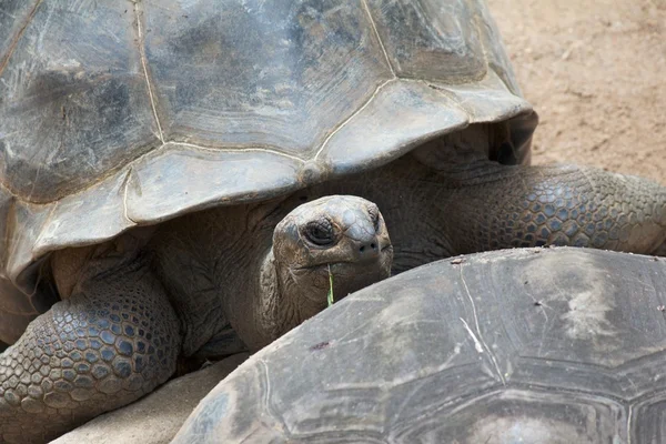 Tortue sur carapace — Photo