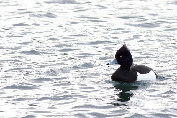 Anatra tufted su un lago — Foto Stock