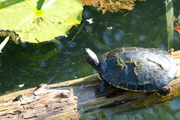 Słoneczny żółw — Zdjęcie stockowe