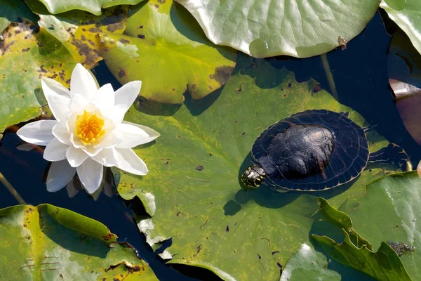 Черепаха и водяная лилия — стоковое фото