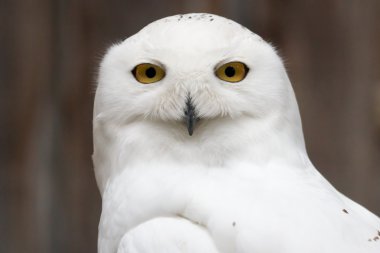 Wary Snowy Owl clipart