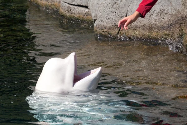 Beluga a její pasák — Stock fotografie