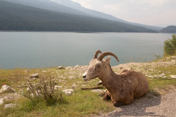 Big Horn at the Lake — Stock Photo, Image