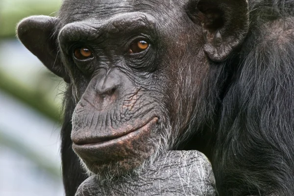 Schimpans filosof — Stockfoto