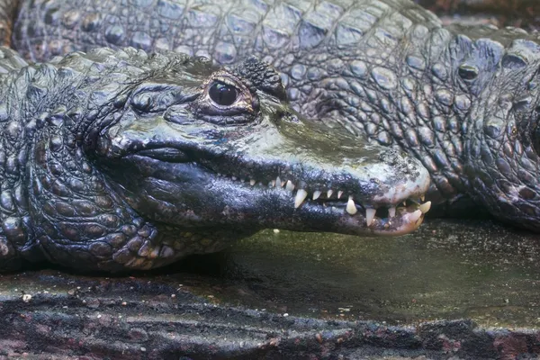 Niebezpieczne krokodyl szuka jego zdobycz — Zdjęcie stockowe