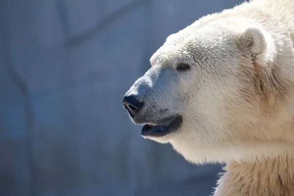 Sabbernder Eisbär — Stockfoto