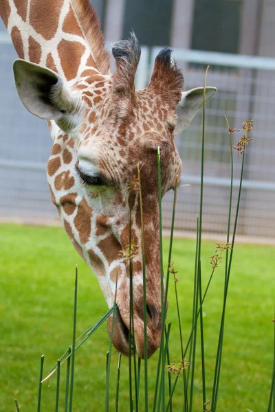 Žirafa oběd 3 — Stock fotografie