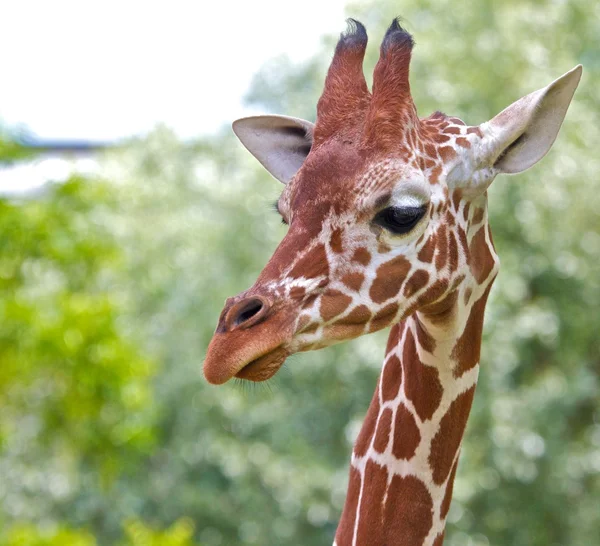 Giraff porträtt 2 — Stockfoto